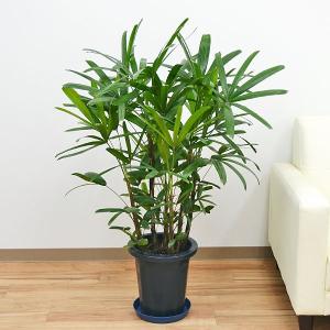 観葉植物 竹の商品一覧 通販 Yahoo ショッピング