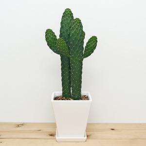 サボテン 多肉植物 花ギフト用途 開店祝い 花 ガーデニング 通販 Yahoo ショッピング