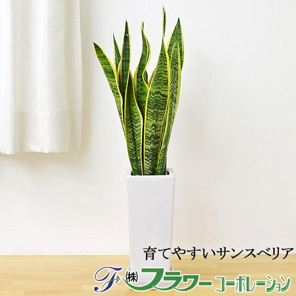 観葉植物 サンスベリア おしゃれ お祝い 陶器鉢植え