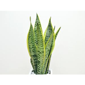 観葉植物 サンスベリア 陶器鉢植え おしゃれ ...の詳細画像1