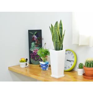 観葉植物 サンスベリア 陶器鉢植え おしゃれ ...の詳細画像4