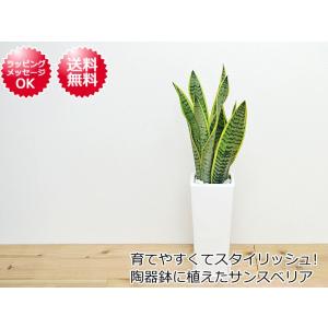 観葉植物 サンスベリア おしゃれ お祝い 陶器鉢植えの詳細画像5