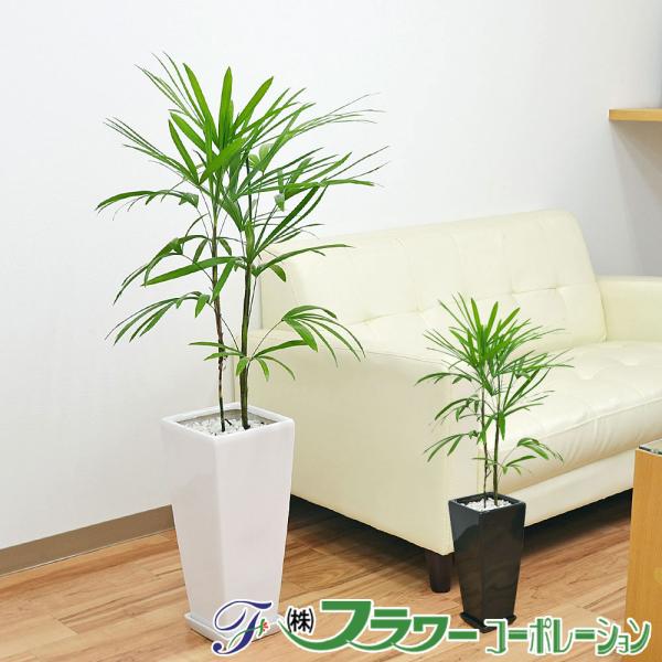 観葉植物 棕櫚竹(シュロチク) おしゃれ お祝い ロングスクエア陶器鉢植え 7号