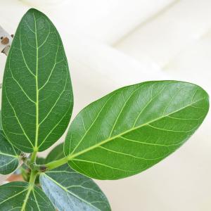 観葉植物 フィカス ベンガレンシス ベンガルゴ...の詳細画像1