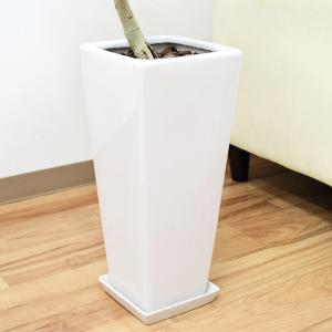 観葉植物 フィカス ベンガレンシス ベンガルゴ...の詳細画像4