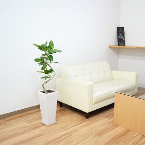 観葉植物 フィカス ベンガレンシス ベンガルゴ...の詳細画像5