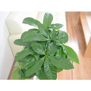 観葉植物 編みこみパキラ おしゃれ お祝い 7...の詳細画像1