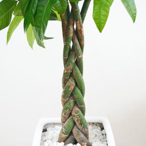 観葉植物 編みこみパキラ おしゃれ お祝い 7...の詳細画像2