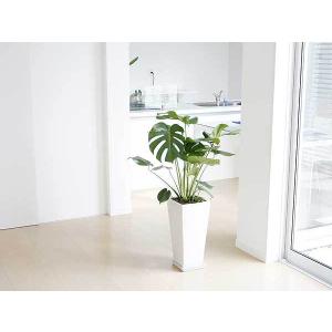 観葉植物 モンステラ 8号 おしゃれ お祝い ...の詳細画像4