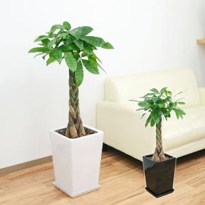 パキラ 観葉植物 白陶器　受け皿付き　7号　100センチ 観葉植物 パキラ 7号角高陶器鉢 高さ約100cm pach07-0045 大型 開店