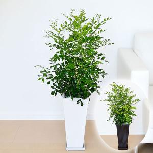 観葉植物 シルクジャスミン(ゲッキツ) ロングス...の商品画像