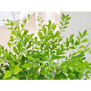 観葉植物 シルクジャスミン(ゲッキツ) ロング...の詳細画像1