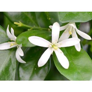 観葉植物 シルクジャスミン(ゲッキツ) ロング...の詳細画像4