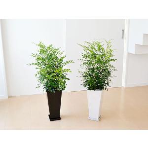 観葉植物 シルクジャスミン(ゲッキツ) ロング...の詳細画像5