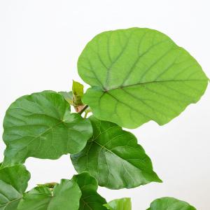 観葉植物 フィカス ウンベラータ ゴム らせん...の詳細画像1