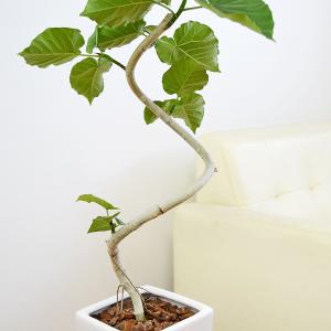 観葉植物 フィカス ウンベラータ ゴム らせん...の詳細画像2
