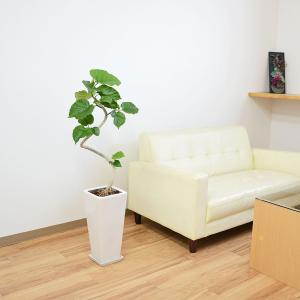 観葉植物 フィカス ウンベラータ ゴム らせん...の詳細画像5