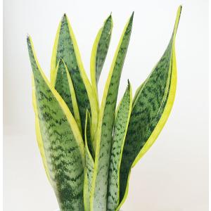 観葉植物 サンスベリア サンセベリア おしゃれ...の詳細画像1