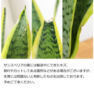 観葉植物 サンスベリア サンセベリア おしゃれ...の詳細画像2