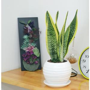 観葉植物 サンスベリア サンセベリア おしゃれ...の詳細画像5
