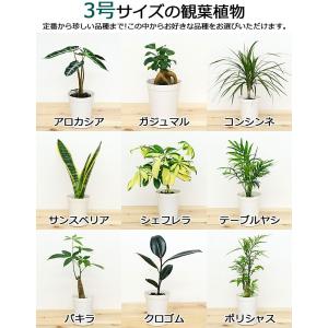 選べる観葉植物2鉢セット 6号3号 鉢カバー付...の詳細画像1