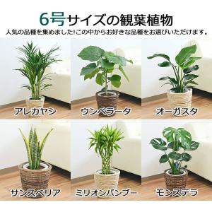 選べる観葉植物2鉢セット 6号3号 鉢カバー付...の詳細画像2