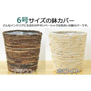 選べる観葉植物2鉢セット 6号3号 鉢カバー付...の詳細画像3