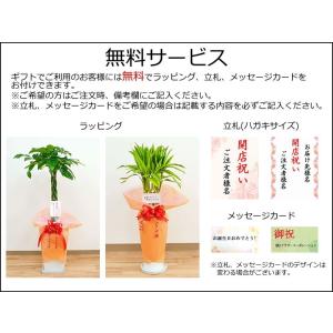 選べる観葉植物2鉢セット 6号3号 鉢カバー付...の詳細画像4
