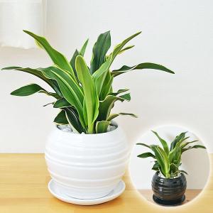 観葉植物 万年青(オモト) 甲竜 ボール型陶器鉢植え