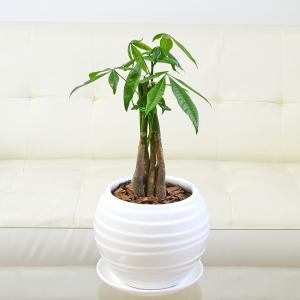 観葉植物 エバーフレッシュ アカサヤネムノキ 陶器鉢 たて線 縦縞