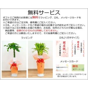 選べる観葉植物・鉢カバー 7号サイズの詳細画像3