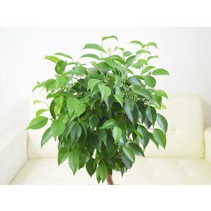 観葉植物 ベンジャミン スターライト リッチ ...の詳細画像2