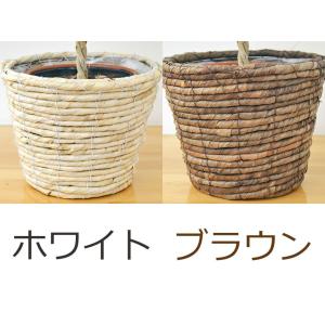 観葉植物 ベンジャミン スターライト リッチ ...の詳細画像4