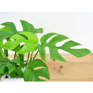観葉植物 ヒメモンステラ スクエア陶器鉢植えの詳細画像1
