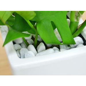 観葉植物 ヒメモンステラ スクエア陶器鉢植えの詳細画像2