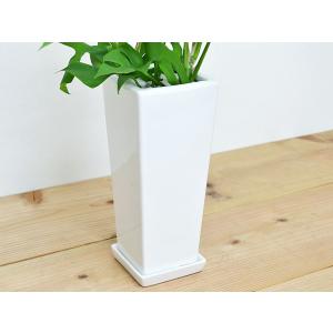 観葉植物 ヒメモンステラ スクエア陶器鉢植えの詳細画像3