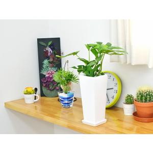 観葉植物 ヒメモンステラ スクエア陶器鉢植えの詳細画像4