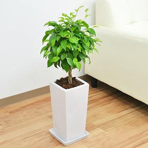 観葉植物：フィカス ベンジャミン レジナルド*プラポット : 遊恵