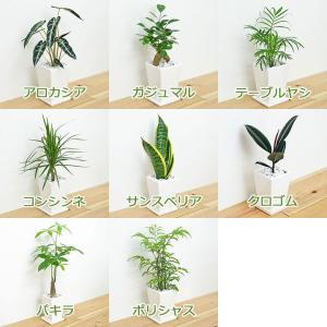 観葉植物 3号スクエア陶器鉢植え 3鉢セット ...の詳細画像1