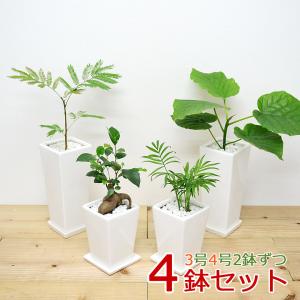 選べる観葉植物2鉢セット 6号3号 鉢カバー付き(6号のみ) おしゃれ