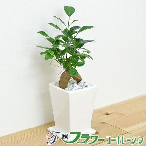 観葉植物 ガジュマル スクエア陶器鉢植え 3号｜フラワーコーポレーション