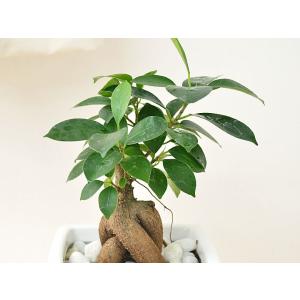 観葉植物 ガジュマル スクエア陶器鉢植え 3号の詳細画像1