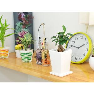 観葉植物 ガジュマル スクエア陶器鉢植え 3号の詳細画像4