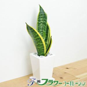 観葉植物 サンスベリア サンセベリア 多肉植物 スクエア陶器鉢植え 3号 おしゃれ お祝い ギフト