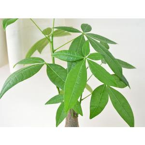 観葉植物 パキラ スクエア陶器鉢植え 3号の詳細画像1