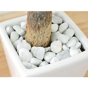 観葉植物 パキラ スクエア陶器鉢植え 3号の詳細画像2