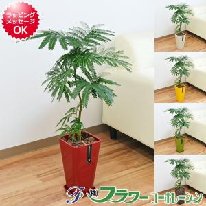 観葉植物 エバーフレッシュ おしゃれ お祝い 大型 カラースクエアポット 6号