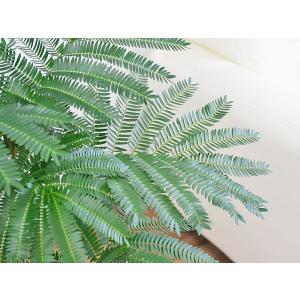 観葉植物 エバーフレッシュ 本物 おしゃれ お...の詳細画像1