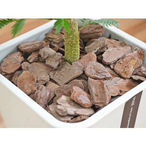 観葉植物 エバーフレッシュ 本物 おしゃれ お...の詳細画像2