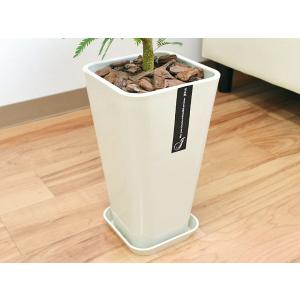 観葉植物 エバーフレッシュ 本物 おしゃれ お...の詳細画像3